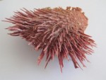 SPONDYLUS LINGUAFELIS